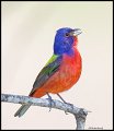 _4SB6520 painted bunting